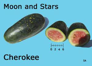 Moon and Stars watermelon (Cherokee strain)