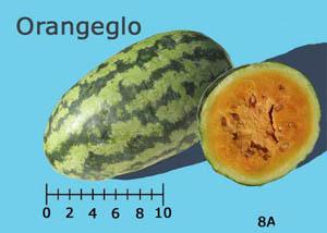 Orangeglo watermelon