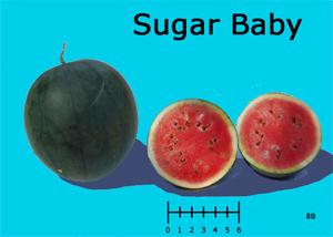 Sugar Baby watermelon