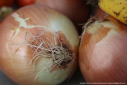Yellow Onions (Photo: Evett Kilmartin)