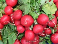 Bunch of red radishes, MorgueFile free photo