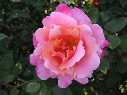 Rose 'Pink Pillar'