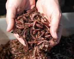 Compost worms