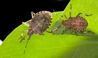 Brown marmorated stink bugs. (USDA, Stephen Ausmus)