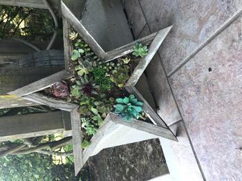 Succulent Star Planter by Shirley D'Addio