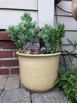 Mixed Succulent by Pam Roper