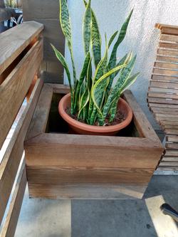 Container Enclosed Snake Plant by Brian Okamoto