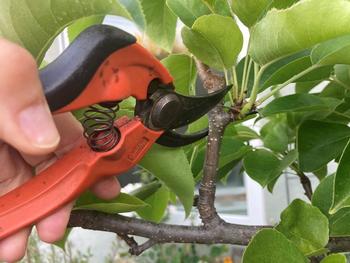 Hand Pruning, photo by Vera Kark