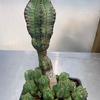 Euphorbia-anoplia-MG-Judy-Hecht