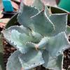 Agave-parryi-v-huachucensis-MG-Judy-Hecht
