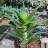 Aloe-ciliaris-MG-Judy-Hecht