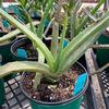 Aloe-vera-MG-Judy-Hecht