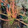 Euphorbia-tirucalli-sticks-on-fire-MG-Judy-Hecht