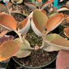 Kalanchoe-orgyalis-copper-spoons-MG-Judy-Hecht