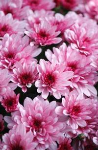 Photo: Pink Chrysanthemum Flowers