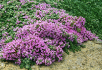 Photo: Thymus pseudolanuginosus, wooly thyme, by North Carolina State Extension