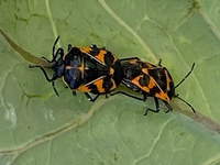 Photo: Harlequin bugs mating on the underside of a collard leaf, by Laura Monczynski