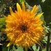 Orn-Sunflower-Goldy-Honey-Bear-MG-Nancy-Shardell