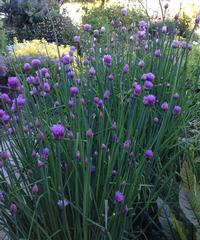 Onion Chives by Louise Christy