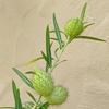 Orn-Milkweed-Balloon-Plant-Michael-Wright