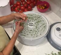 Loading French thyme into dehydrator by Brian Okamoto