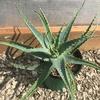 Aloe-spinossisima-MG-Liz-Calhoon