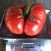 Tomato-Akers-West-Virginia-MG-Bracey-Tiede