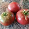 Tomato-Cherokee-Purple-MG-Mildy-Weinstein