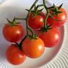 Tomato-Isis-Candy-MG-Susan-Holmer