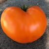 Tomato-Orange-Strawberry-MG-Sue-Zaslaw