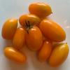 Tomato-Amish-Gold-MG-Laura-Westley