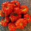Tomato-Costoluto-Genovese-MG-Laura-Westley