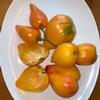Tomato-Orange-Russian-117-MG-Laura-Westley