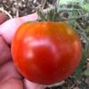 Tomato-Kootenai-MG-Rene-Prupes