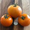 Tomato-Orange-You-Glad-MG-Rene-Prupes