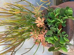 Succulent arrangement - Judy Hecht