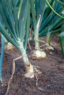 Onions, by <a href='https://www.extension.iastate.edu/news/yard-and-garden-growing-onions'>Iowa State University</a>