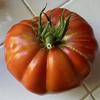 Tomato-Cuostralee-MG-Esther-Mantelli