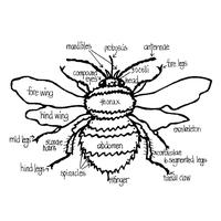 Bee anatomy MG Pam White