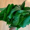 Veg-Spinach-Summer-Perfection-MG-Susan-Casner-Kay