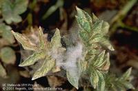 Spider mite damage on a potato plant, UC, by Jack Kelly Clark