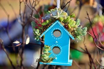 Succulent birdhouse, from MG Flickr account