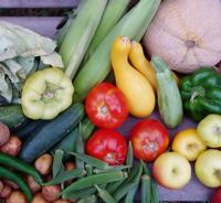 Summer Vegetables, MG Santa Clara website