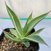 Agave-celsii-multicolor-MG-Judy-Hecht