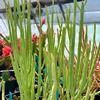 Euphorbia-mauritanica-MG-Judy-Hecht