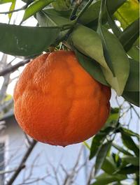 Orange left on tree past its prime, by Laura Monczynski