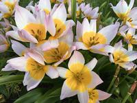 Tulip bakeri ‘Lilac Wonder' from Allen Buchinski