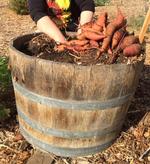 Sweet potatoes in barrel MG Cindy Day