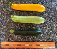 Zucchini, picked young and tender, by Laura Monczynski