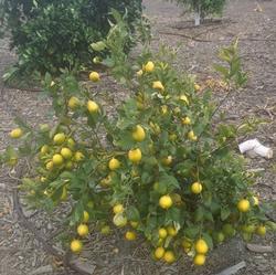 Meyer lemon tree with fruit on it